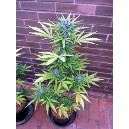 Auto Critical