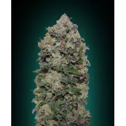 Northern Lights