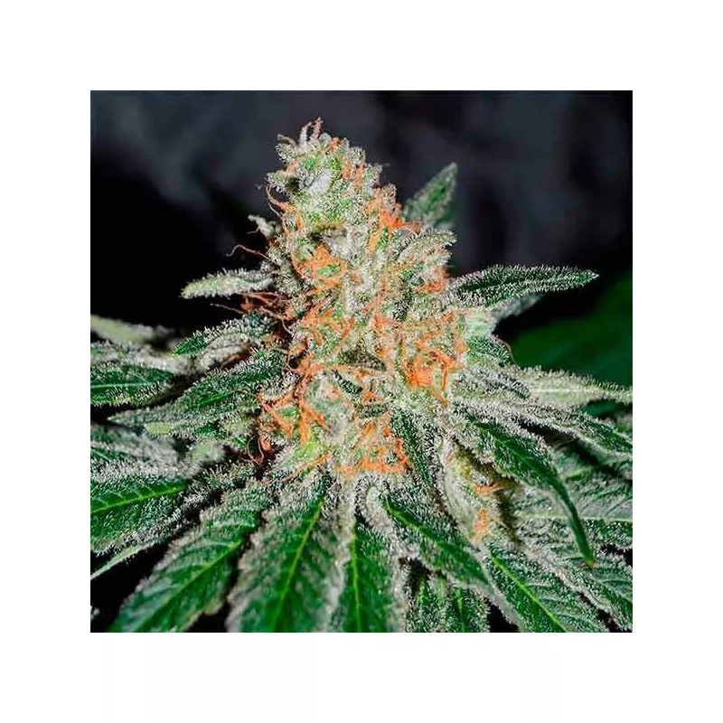 CBD Jam