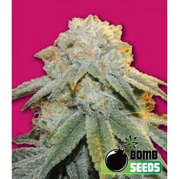 Bubble Bomb