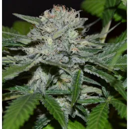 Hash Fruit