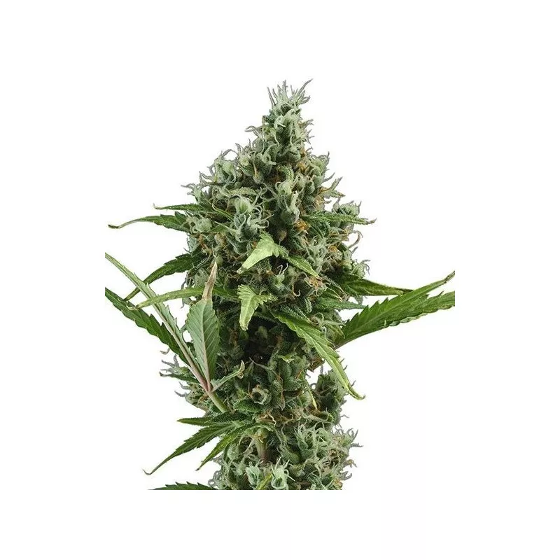 Auto Amnesia