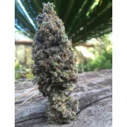 CBD Amnesia 5