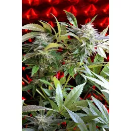 Strawberry Skunk