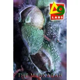 The Merkabah