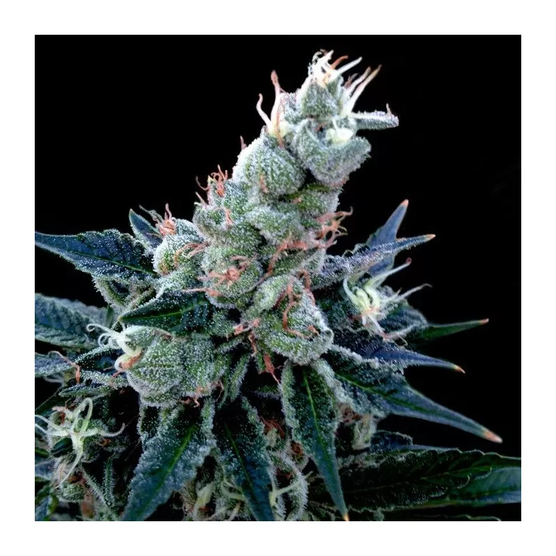 Double Alien 18