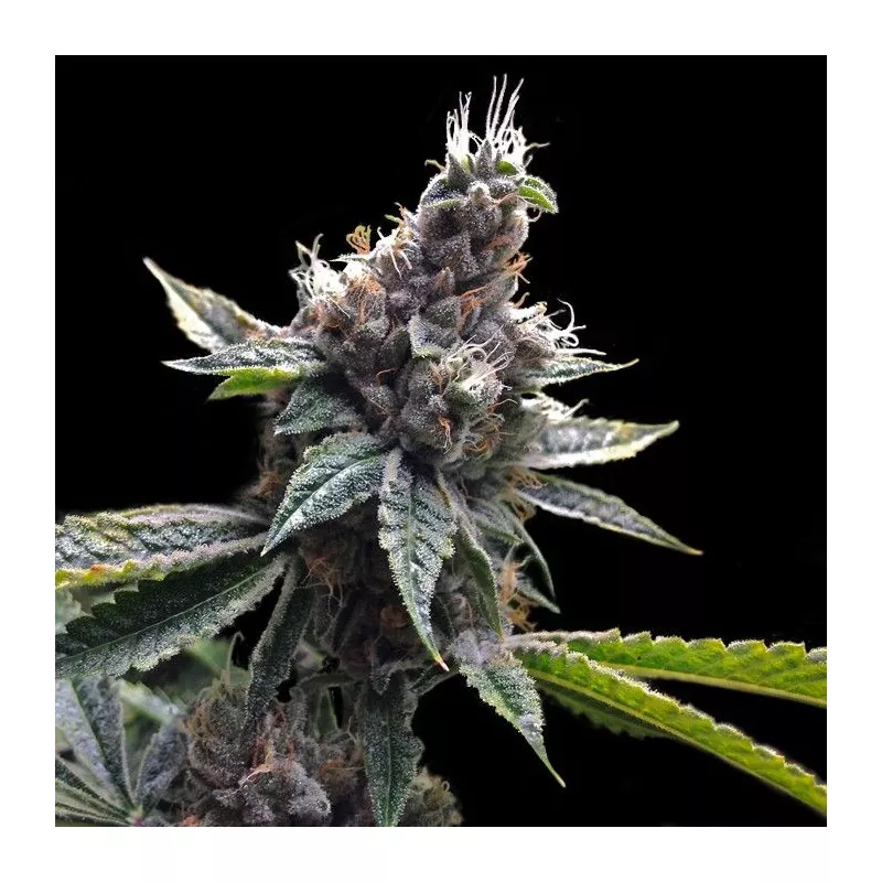 Florida OG