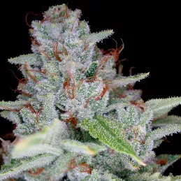 Skywalker Kush