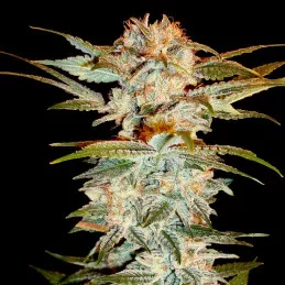 Stacked Kush
