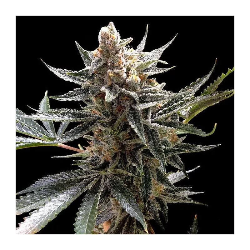 Tangie Reserva Privada
