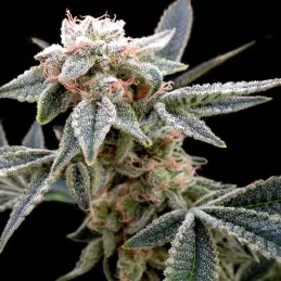 White Alien