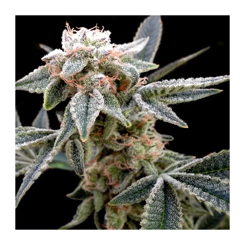 White Alien