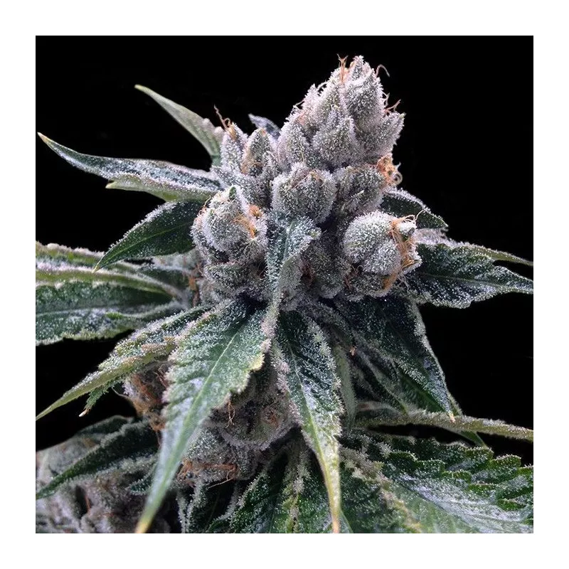 White Walker Kush