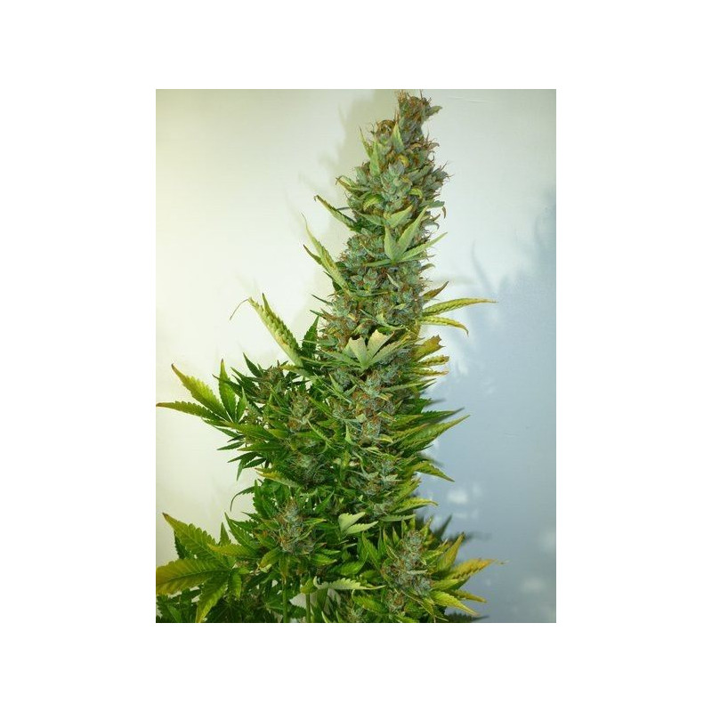 Lemon Haze Lemon Haze