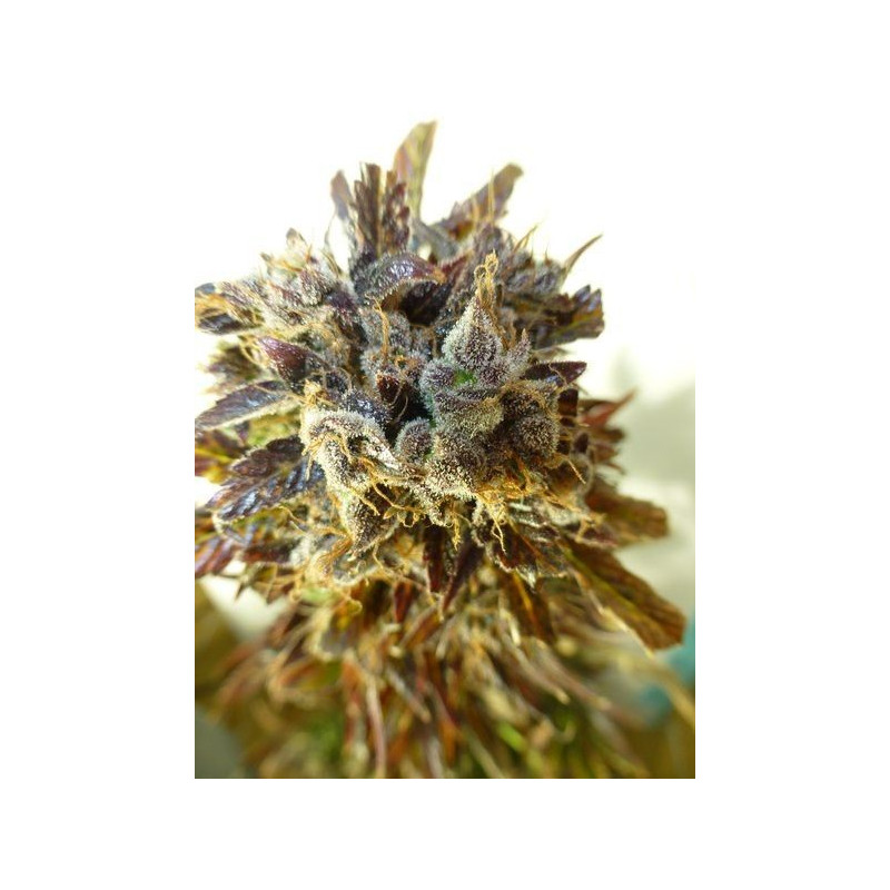 Purple Mazar Purple Mazar
