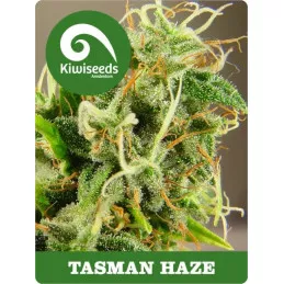 Tasman Haze