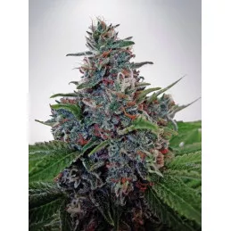Auto Blue Amnesia