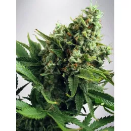 Auto White Widow