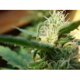 Angel Breathe (Mango Haze x Afghan Haze)