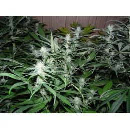 NHS (NL5/Haze x Skunk)