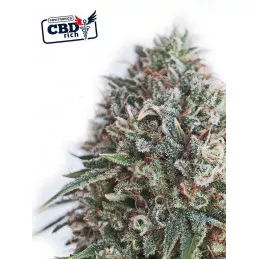 CBD Critical 47