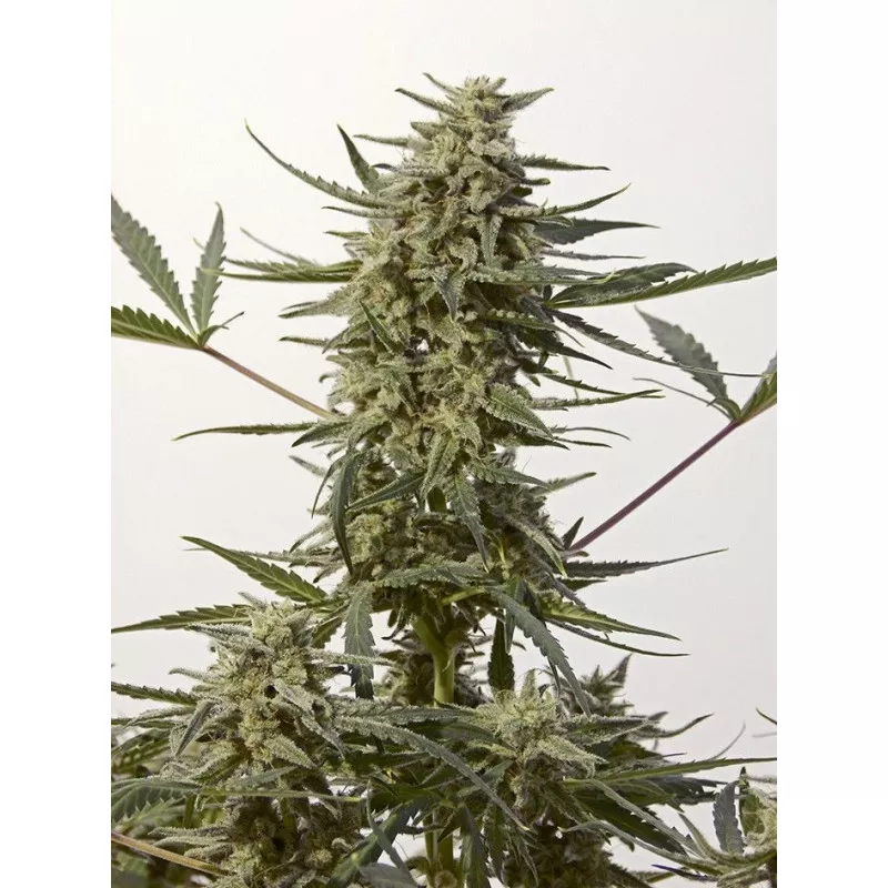 Critical 47 Express