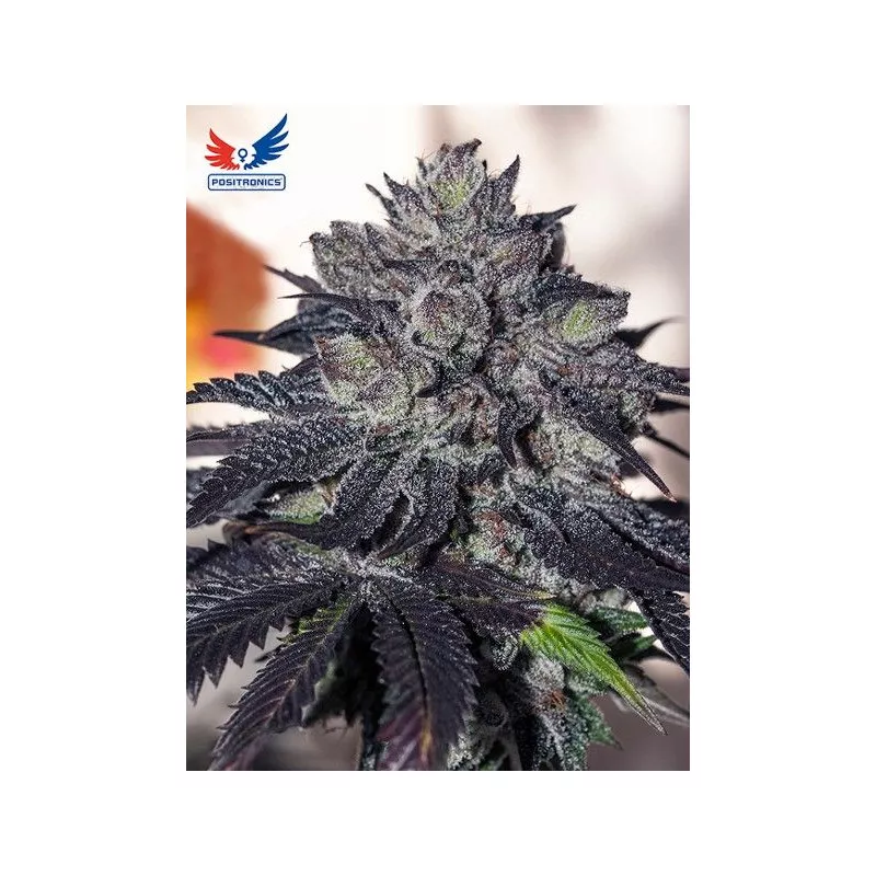 Gordo Master Kush