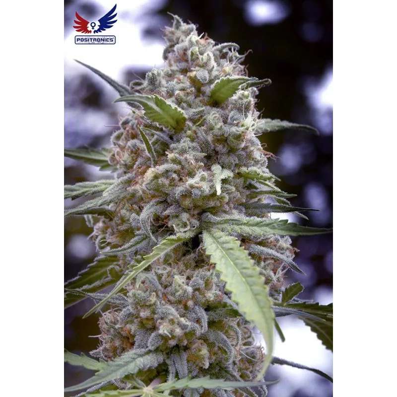 Grapefruit Positronics Seeds