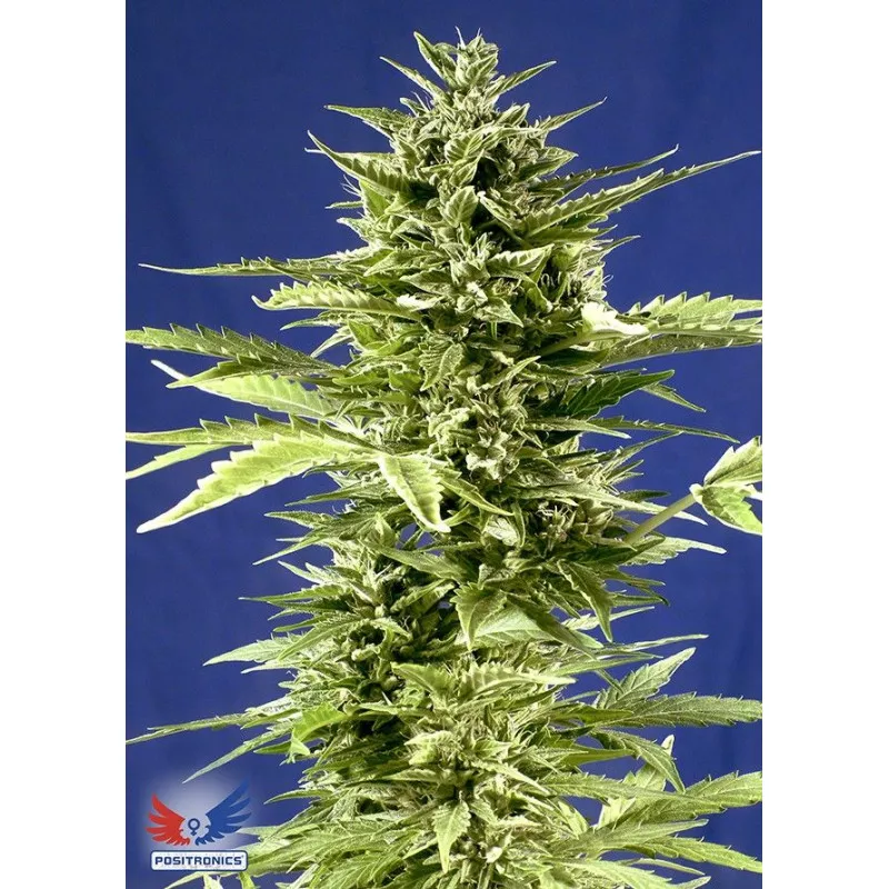 Jack Diesel Express