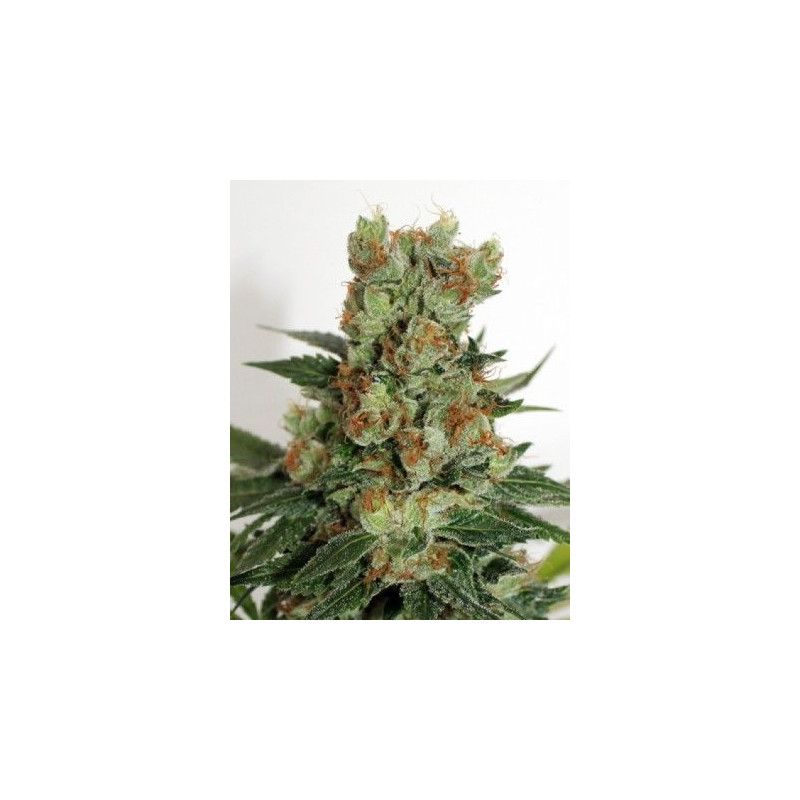 Fuel OG Fuel OG