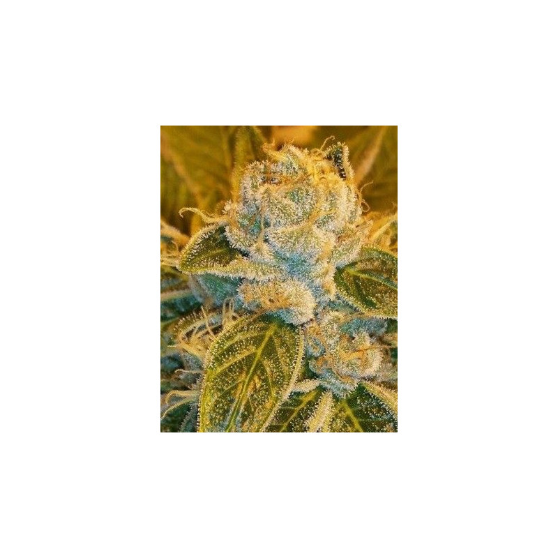 Sour Ripper Sour Ripper