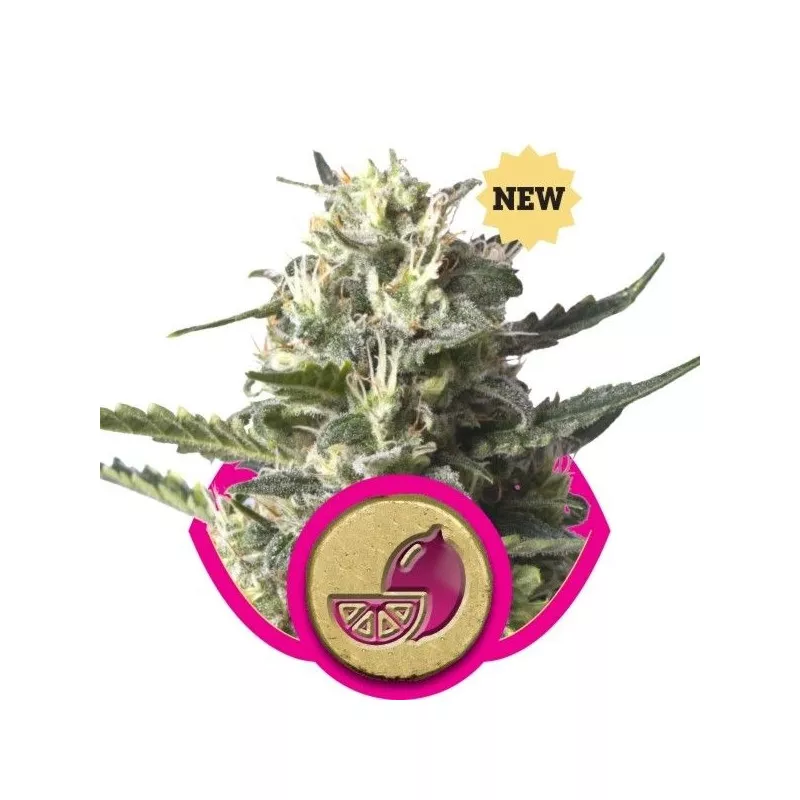Lemon Shining Silver Haze