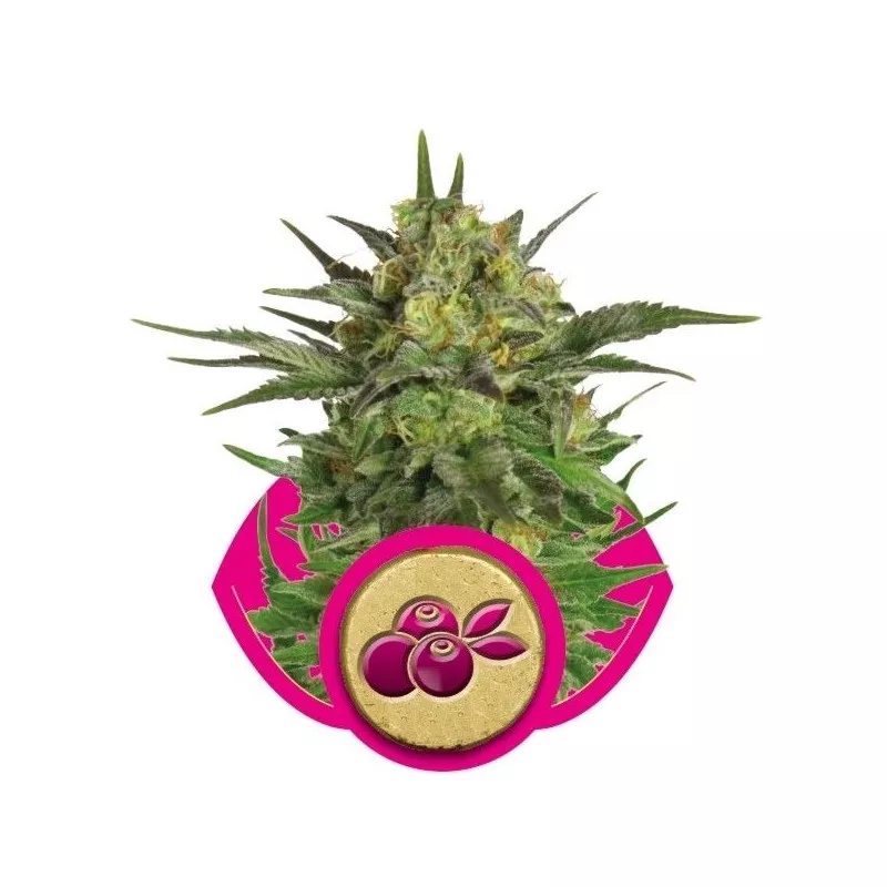 Haze Berry