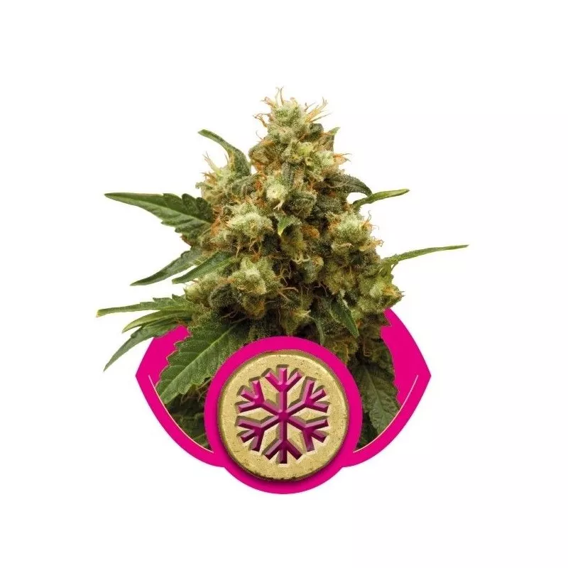Ice Royal Queen Seeds