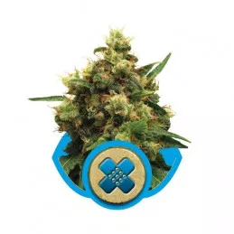 Painkiller XL