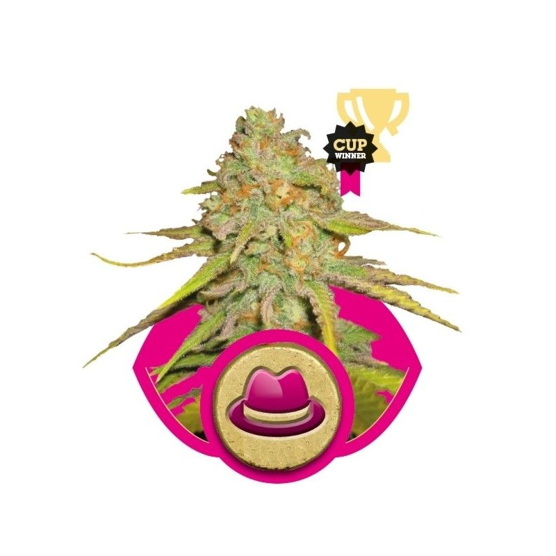 O.G. Kush O.G. Kush