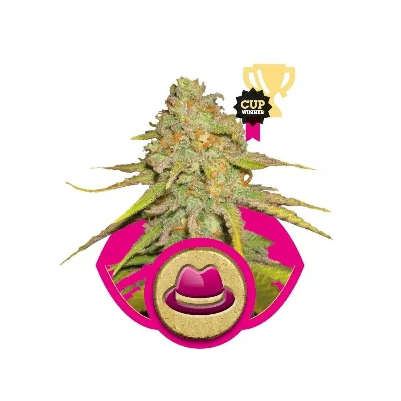 O.G. Kush