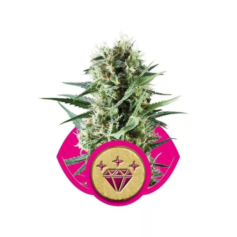Special Kush 1