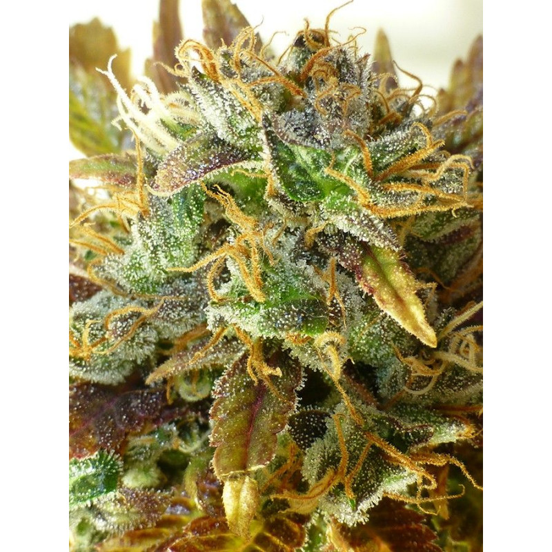 Auto Sour Diesel Haze Auto Sour Diesel Haze