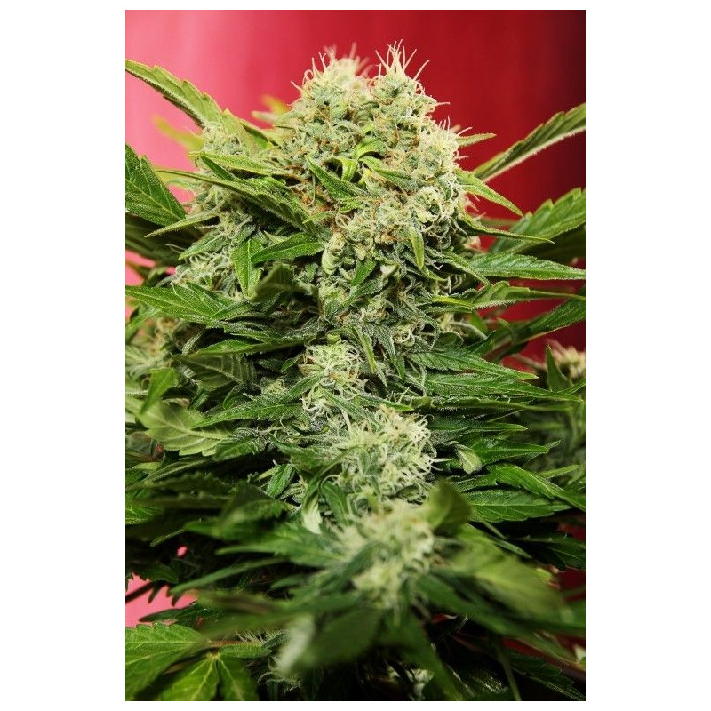 Chronic Ryder Autoflowering Chronic Ryder Autoflowering