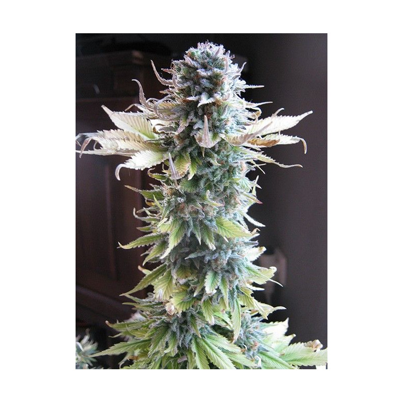 Early Skunk Early Skunk
