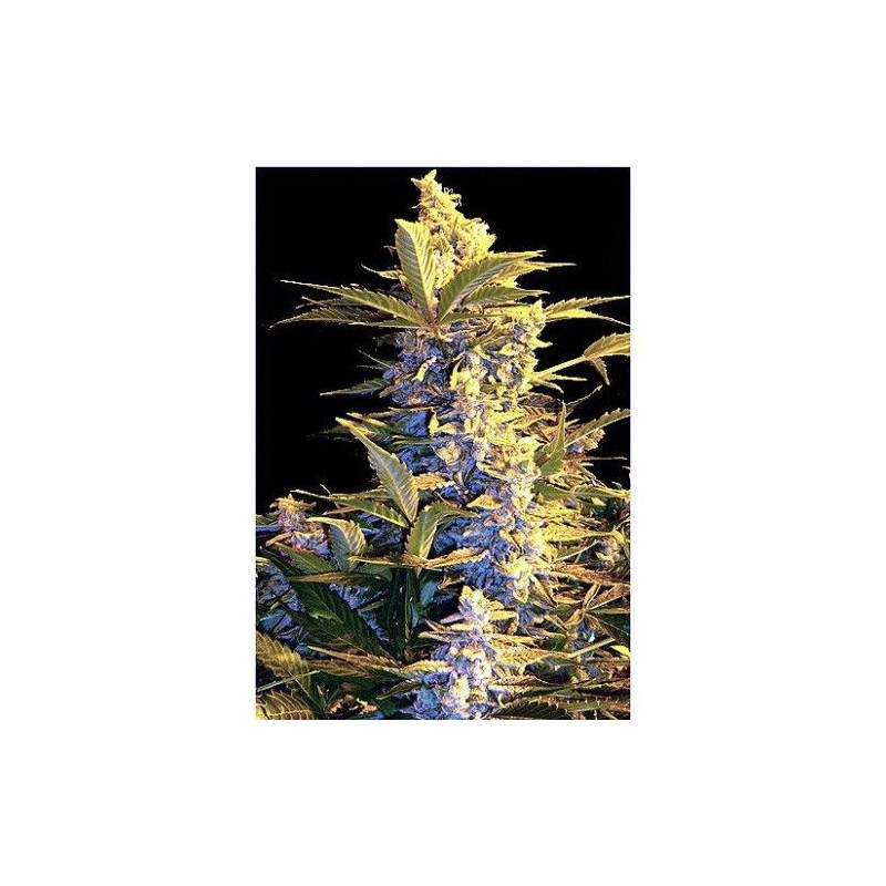 Easy Ryder Autoflowering Easy Ryder Autoflowering