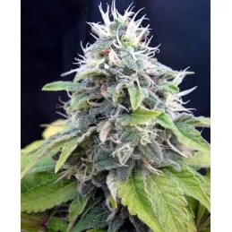 Jack Herrer