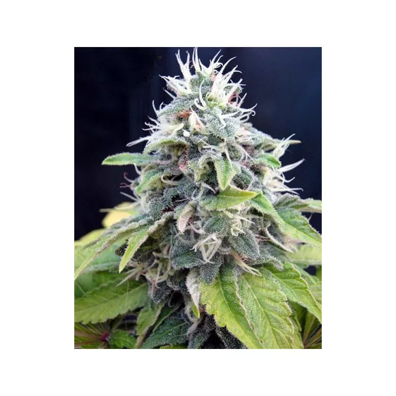 Jack Herrer