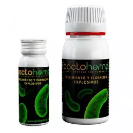 Bactohemp-agrobacterias