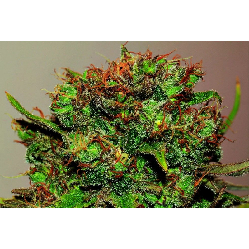 CBD Critical Mass CBD Critical Mass