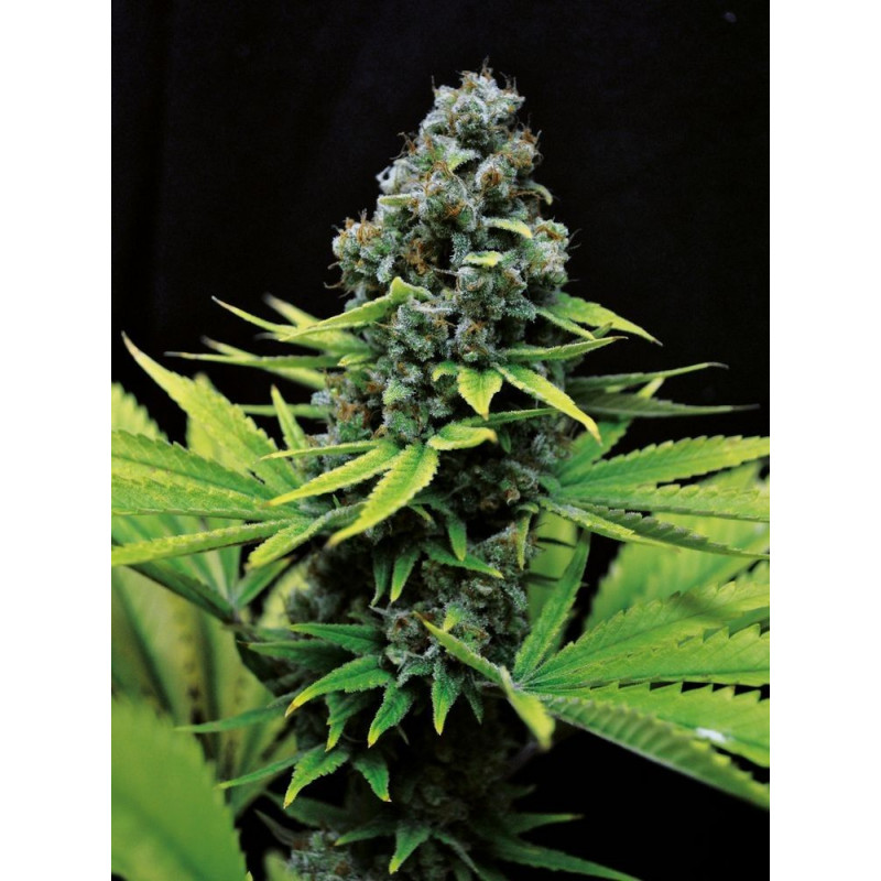CBD Shark Shock CBD Shark Shock