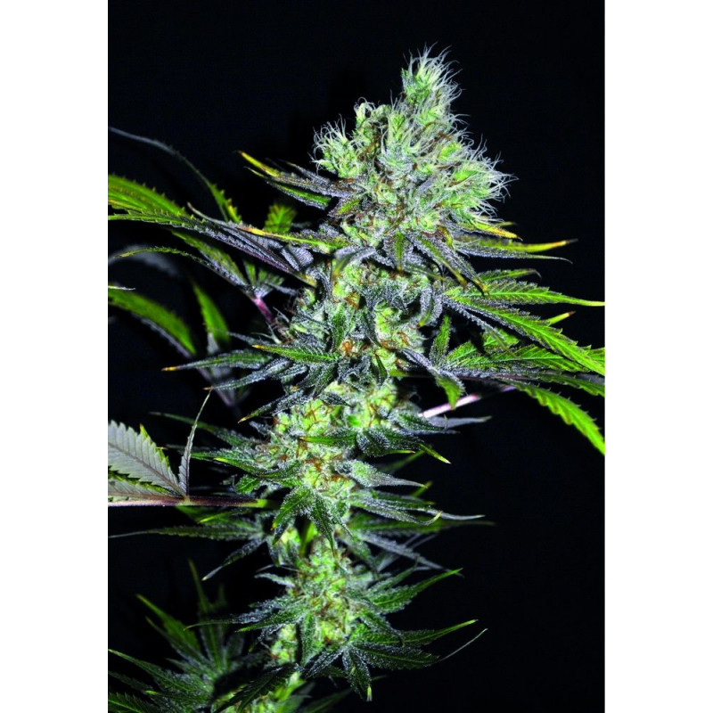 CBD Sweet 'n Sour Widow CBD Sweet 'n Sour Widow