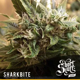SharkBite