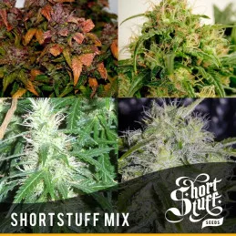 Short Stuff Mix
